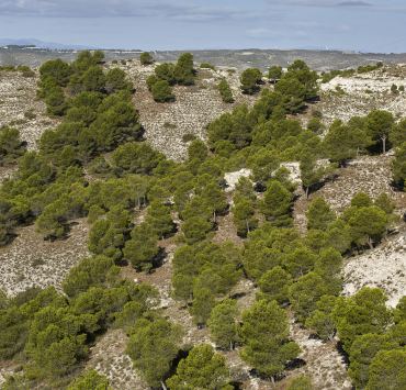 Pinares de Valmadrid