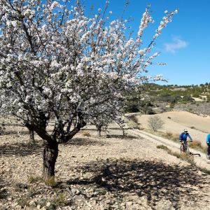 Almendros en Lécera