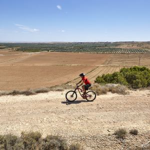 Olivar de Belchite desde Nuestra Señora del Pueyo (Ruta 4)