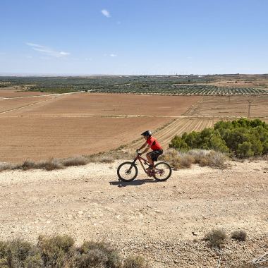 Olivar de Belchite desde Nuestra Señora del Pueyo (Ruta 4)